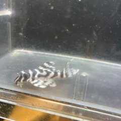 キンペコ3匹セット　　熱帯魚の画像