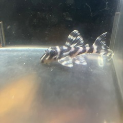 キンペコ3匹セット　　熱帯魚の画像