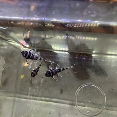 熱帯魚　キンペコ3匹セットの画像