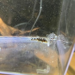 熱帯魚　キンペコ3匹セットの画像