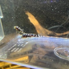 熱帯魚　キンペコ3匹セットの画像