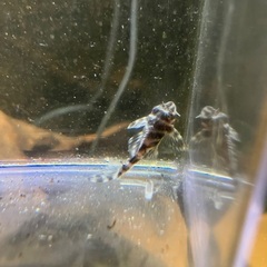 熱帯魚　キンペコ3匹セットの画像