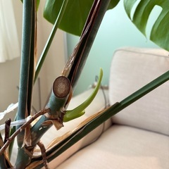 モンステラ　根上がり　観葉植物の画像