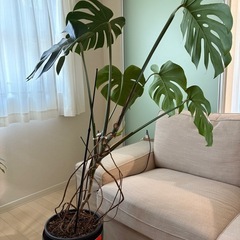 モンステラ　根上がり　観葉植物の画像
