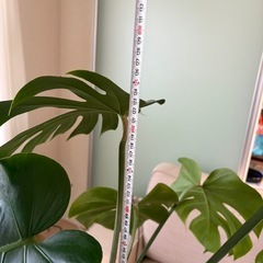 モンステラ　根上がり　観葉植物の画像