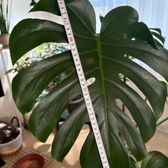 モンステラ　根上がり　観葉植物の画像