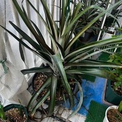 トロピカル栽培の決定版ピーチパイン他🍍パイナップル苗1株（吸芽）の画像