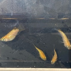 王冠ダルマ　半ダルマ　画像の個体5匹セット！の画像