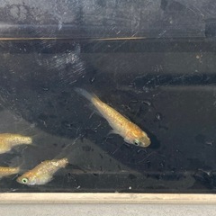 王冠ダルマ　半ダルマ　画像の個体5匹セット！の画像