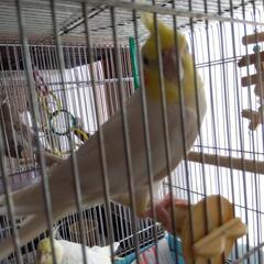 【里親決定しました】オカメインコ２羽里親募集