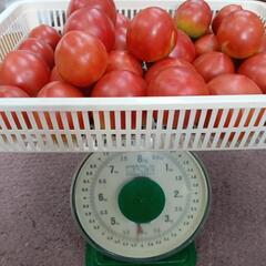 訳あり完熟トマト🍅　4kgの画像