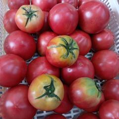 訳あり完熟トマト🍅　4kgの画像