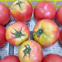 訳あり完熟トマト🍅　2kgの画像