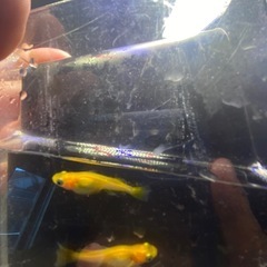 8月19日メダカ各種の画像