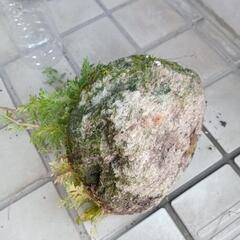 盆栽　 白丁花 軽石 盆栽の画像