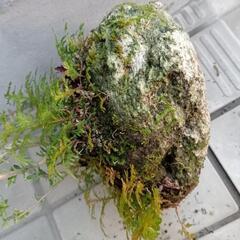 盆栽　 白丁花 軽石 盆栽の画像