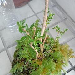 盆栽　 白丁花 軽石 盆栽の画像