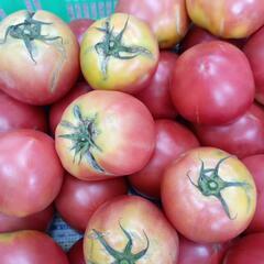 訳あり完熟トマト🍅　6kgの画像