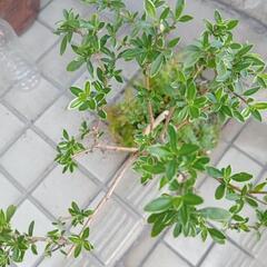 盆栽　 白丁花 軽石 盆栽の画像