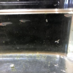 松井ヒレ長煌5匹➕α 稚魚の画像