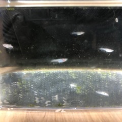 松井ヒレ長煌5匹➕α 稚魚の画像