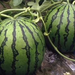 すいか大玉🍉先着の画像