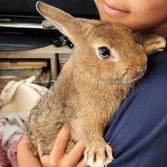 【終了】ケージ付き、うさぎ里親　豊橋から　ネザラン×ミニうさぎ