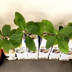【多肉植物】カランコエ属マザーリーフ水栽培苗の画像