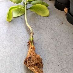 【多肉植物】カランコエ属マザーリーフ水栽培苗の画像