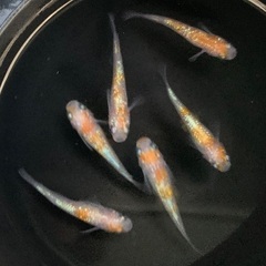 25-3 メダカ　王華　3ペア　6匹 (画像個体現物)の画像