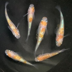 25-3 メダカ　王華　3ペア　6匹 (画像個体現物)の画像