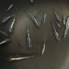 富嶽ブラック受付再開！　メダカの画像