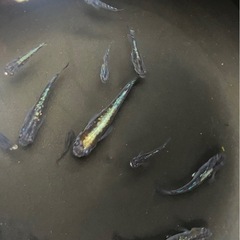 富嶽ブラック受付再開！　メダカの画像