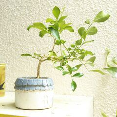 盆栽素材ゲッケツの画像