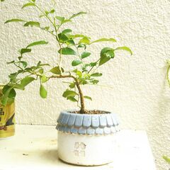 盆栽素材ゲッケツの画像