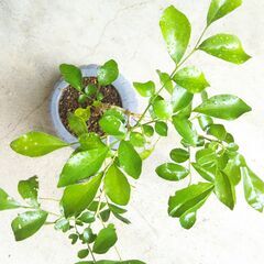 盆栽素材ゲッケツの画像