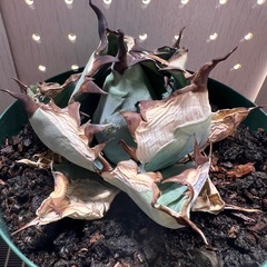 アガベ　狂鯨の画像