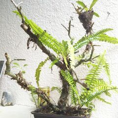 枯れ木着生のタマシダの画像