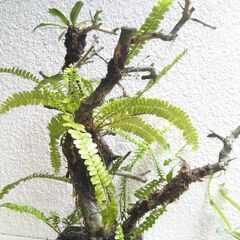 枯れ木着生のタマシダの画像