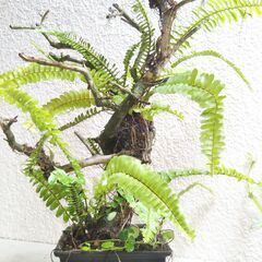 枯れ木着生のタマシダの画像