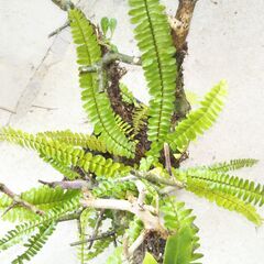 枯れ木着生のタマシダの画像