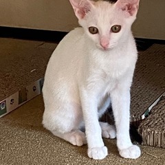 ミルクの画像