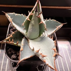 アガベ　ブルー実生の画像