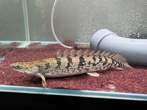 デルヘッジ　2匹