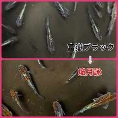 焔月詠（ホムラツクヨミ）　オリジナルメダカの画像