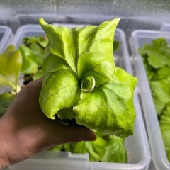 ビカクシダ リドレイ ポット苗の画像