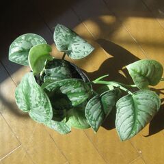 観葉植物♡スキンダプサス トレビー オオシラフカズラ♡4号鉢の画像