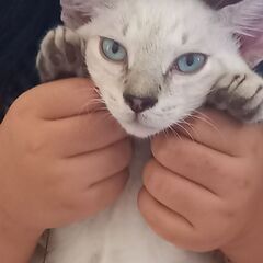 子猫里親募集中
