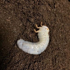 ヘラクレス幼虫　の画像