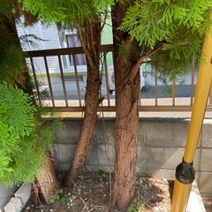 庭木（コニファー）の画像